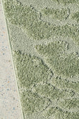 Haven Nyla Green Runner Rug